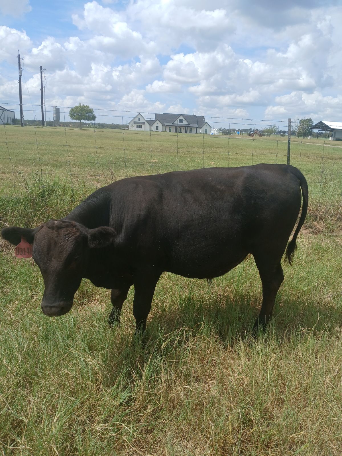 Registered 100% Full-Blood Japanese Wagyu Bull Calves